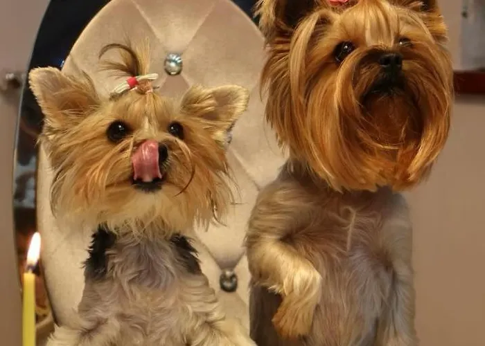 2-pokojowy Diva Prywatny شقة